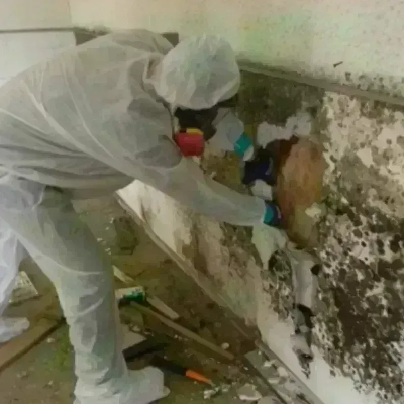 Mold Remediation and Removal in Bernie, MO